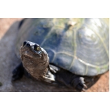veterinário especialista em tartaruga preço São Domingos
