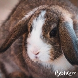 veterinário especializado em coelhos valor Freguesia do Ó