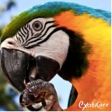 veterinário papagaio Sumaré