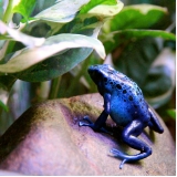 veterinário para anfíbios Vila Gomes