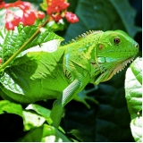 veterinário para atendimento para iguana Vila Albertina