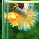 veterinário para betta valor Santa Cecília