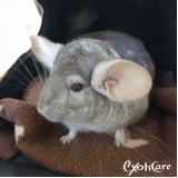 veterinário para chinchila valor Vila Marisa Mazzei