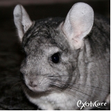 veterinário para chinchila Santana