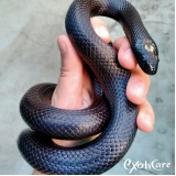 veterinário para cobra valor Vila Buarque