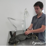 veterinário para coelho preço Parque Residencial da Lapa