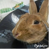 veterinário para coelho valor Vila Maria