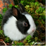 veterinário para coelhos valores Jardim Adhemar de Barros