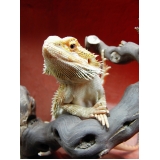 veterinário para consulta para pogona Vila Sônia