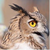 veterinário para coruja valor Pinheiros