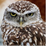 veterinário para coruja Boaçava