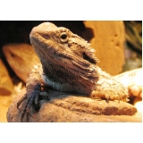 veterinário para dragão barbado valores Alto da Lapa