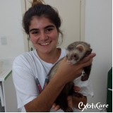veterinário para ferret valor Vila Pompéia