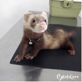 veterinário para ferret Alto da Lapa