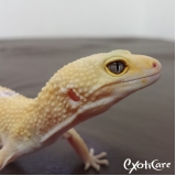 veterinário para gecko Freguesia do Ó