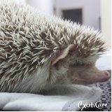 veterinário para hedgehog valor Jardim Adhemar de Barros