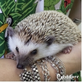 veterinário para hedgehog Vila Pompéia