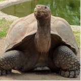 veterinário para jabuti valor Jardim Paulista