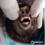 veterinário para macaco valor Pirituba