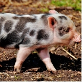 veterinário para minipig valor Limão