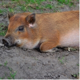 veterinário para minipig Jardins