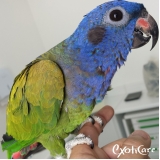 veterinário para papagaio qual o valor Vila Leopoldina