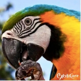 veterinário para pássaros Parque Residencial da Lapa