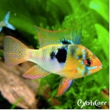 veterinário para peixes Brasilândia