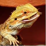veterinário para pogona valor Lapa