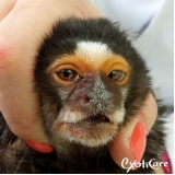 veterinário para sagui Consolação
