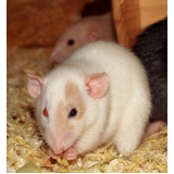 veterinário rato Freguesia do Ó