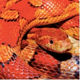 veterinário répteis Vila Leopoldina