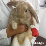 veterinário silvestre Vila Pompéia