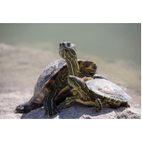 veterinário tartaruga valores Vila Mazzei