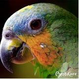 veterinarios-veterinario-para-anfibios-encontrar-veterinario-para-macaco-rio-pequeno