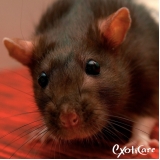 veterinários de animais silvestres Vila Leopoldina