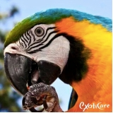 veterinários de pássaros valor Cerqueira César