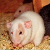 veterinários de rato Jardim Paulista