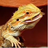 veterinários de répteis Chora Menino