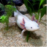 veterinários para anfíbios Cachoeirinha