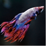 veterinários para betta Mandaqui