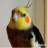 veterinários para calopsita Vila Marisa Mazzei