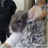 veterinários para chinchila Rio Pequeno