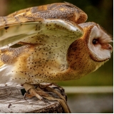 veterinários para coruja Parque Residencial da Lapa