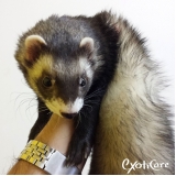 veterinários para ferret Vila Mazzei