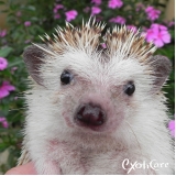 veterinários para hedgehog Parque Peruche