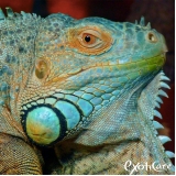 veterinários para iguana Jardim Adhemar de Barros