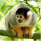 veterinários para macaco Alto da Lapa