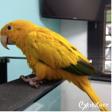 veterinários para papagaio Chora Menino