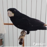 veterinários para pássaros City América